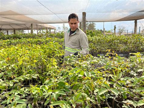 Programa Juntos Pelo Araguaia Promove Oficina Para Coleta De Sementes