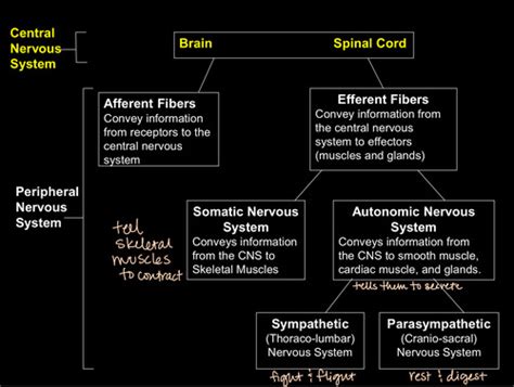 Intro To Nervous System Flashcards Quizlet