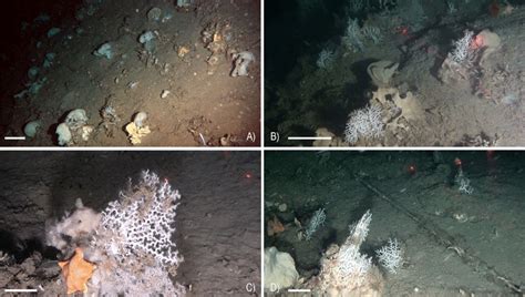 Examples of habitats and threatened benthic organisms recorded in the... | Download Scientific ...