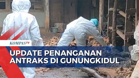 Cegah Penyebaran Virus Antraks Di Gunungkidul Distribusi Hewan Ternak