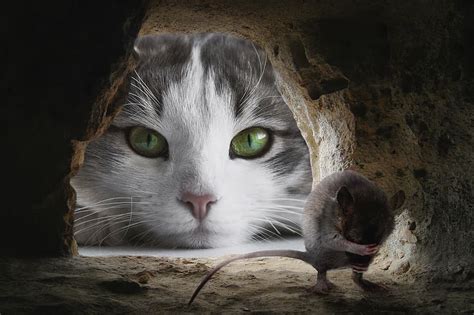 Cat Mouse Hunting Cute Animal Lurking Funny Attention Composing