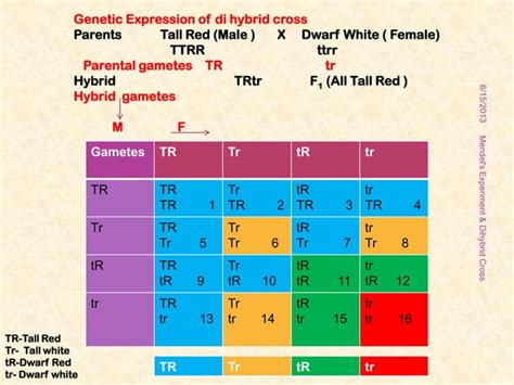 Dihybrid cross