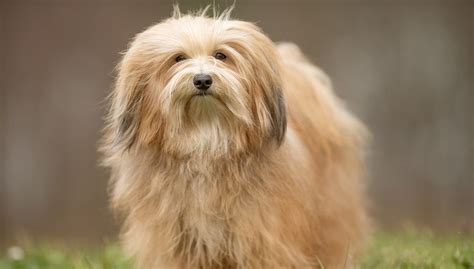 Havanese Dog Breed Profile – Top Dog Tips