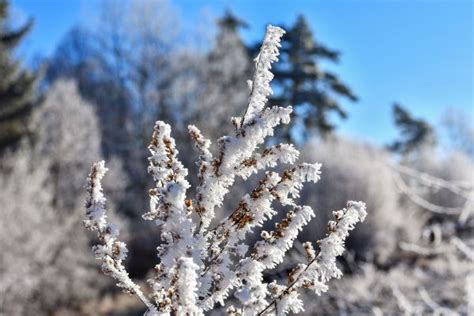 Free Images Nature Branch Cold Winter Plant White Leaf Flower