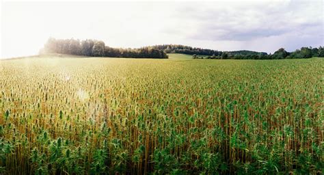 medical cannabis field stock photo  image  istock