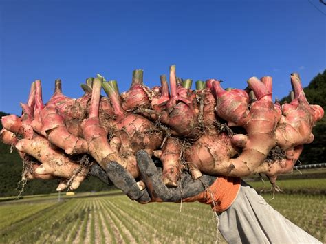 高知土佐四万十赤生姜 500g 【栽培時農薬不使用・化学肥料不使用】：高知県産のその他薬味・スパイス｜食べチョク｜産地直送産直お取り寄せ