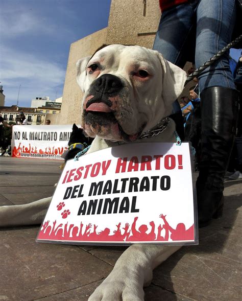 Los políticos exigen penas más duras contra el abandono y el maltrato ...