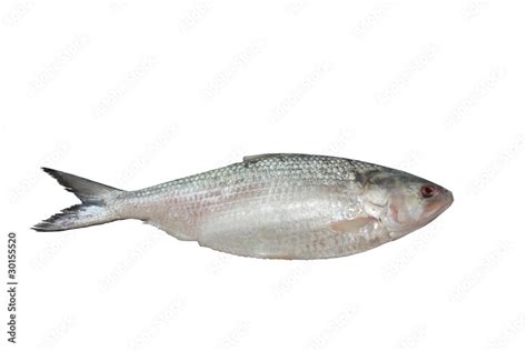 Ilish fish isolated on white Stock Photo | Adobe Stock