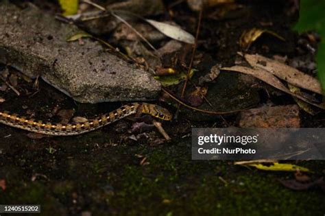 Colubrid Snake Photos and Premium High Res Pictures - Getty Images