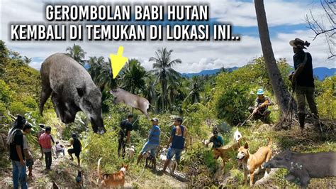 Lagi Lagi Gerombolan Babi Hutan Di Temukan Di Lokasi Ini Wild Boar