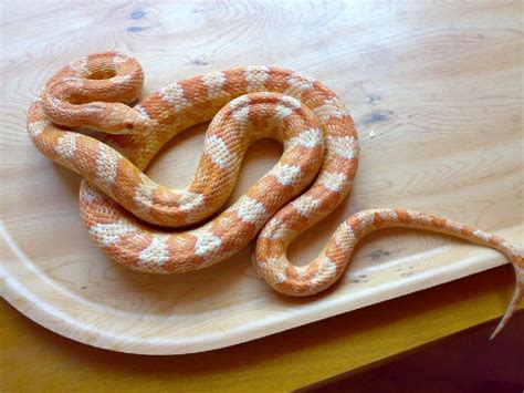 Ians Vivarium - Creamsicle Cornsnake