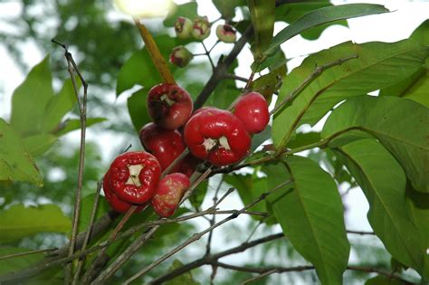 Syzygium samarangense (Myrtaceae) image 33077 at PhytoImages.siu.edu