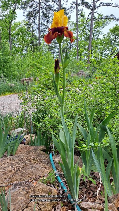 Photo Of The Entire Plant Of Tall Bearded Iris Iris Fiesta Time