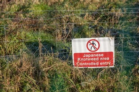 What Is Japanese Knotweed How Gardeners Can Banish An Invasive And