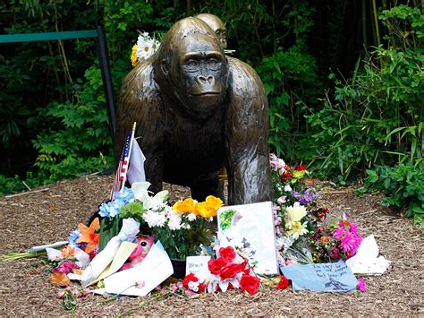 Cincinnati Zoo Is ‘Not Amused’ by Harambe the Gorilla Memes | Time