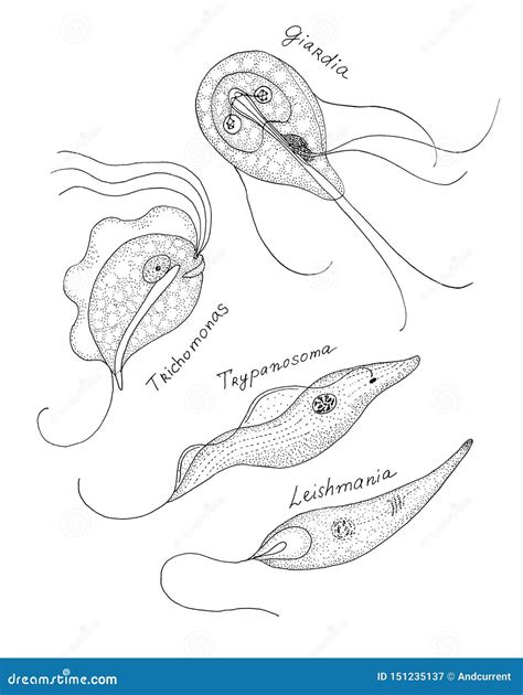 Human Parasites. Black and White Hand Drawn Illustration Stock Illustration - Illustration of ...