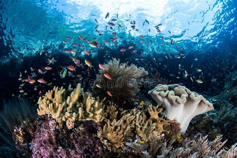 Vibrant Reef Fish And Corals In Raja Ampat Stock Image Image Of