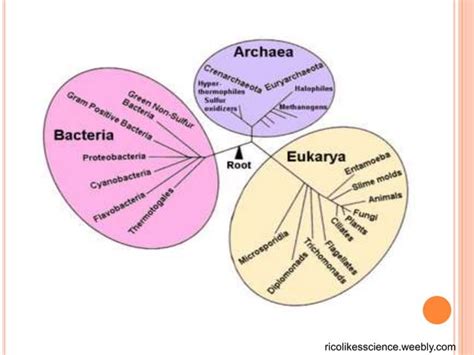 Microbial Taxonomy And Classification System Ppt