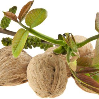 Мускатные орехи (сушеные) | 79 факторов