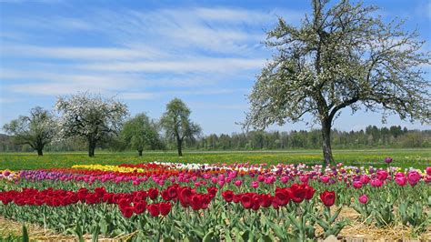 Free Images Sky Lawn Prairie Bloom Floral Botany Colorful