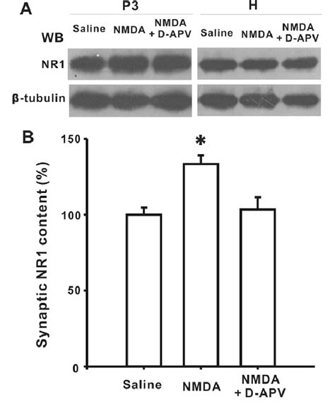 Nmda Increased The Synaptic Expression Of Nr In Spinal Dorsal Horn Of