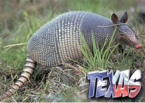 Texas armadillo - noredmyown