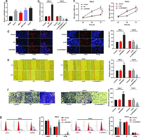 Regulatory Effects Of Linc00847 On Lscc Cell Proliferation Migration Download Scientific