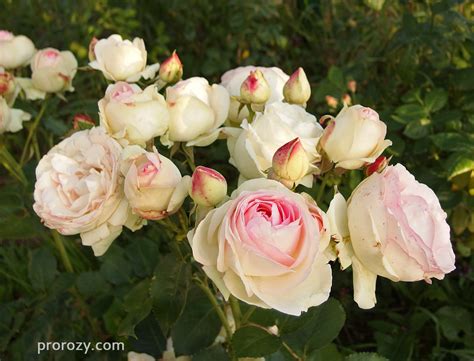 Eden Rose 85 (Pierre de Ronsard) - описание и фото | prorozy.com