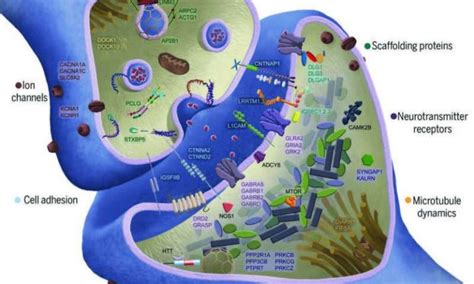 Genetic origins of schizophrenia – Hale Plus Hearty