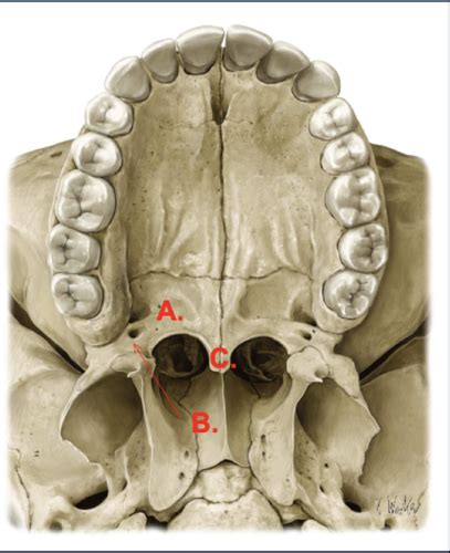 Palatine Bone Landmarks and Foramen Flashcards | Quizlet