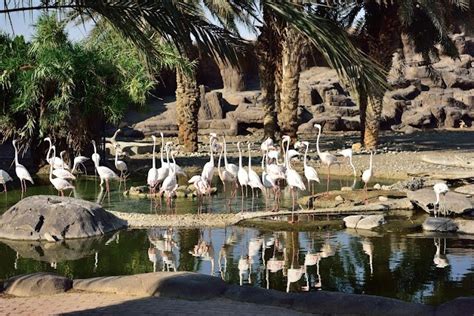 Arabian Wildlife Centre | Sharjah - What to Expect | Timings | Tips ...