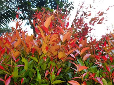 plant  grow red tip photinia gardeners path