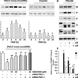 Role Of Pkc In Ptac S Induced Apoptosis In Zl Cells A Cells Were