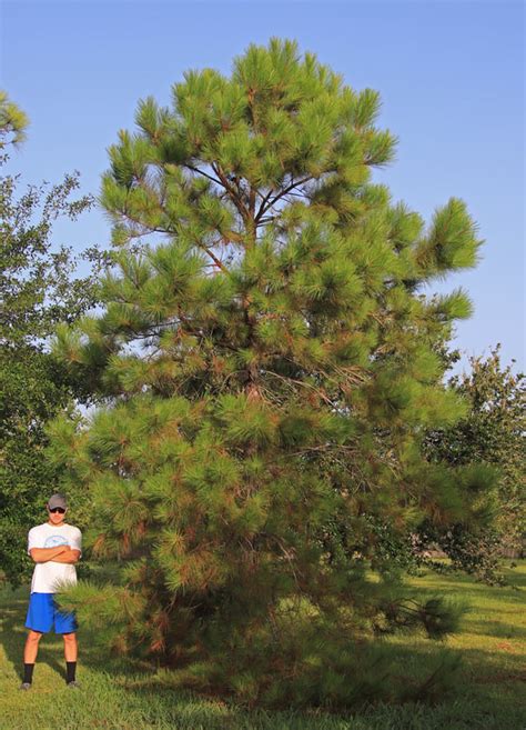 Loblolly Pine tree - Southern Native Trees