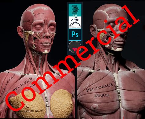 3d Model Human Anatomy Kit And Female Anatomy Kit Commercial Vr Ar Low Poly Cgtrader