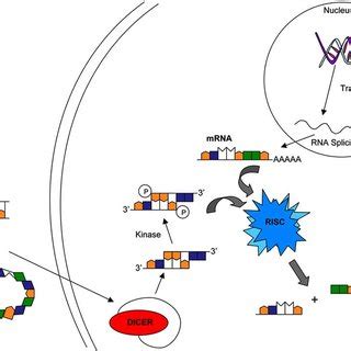 Schematic Representation Of Ribozyme Mechanisms As Illustrated By The