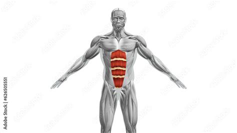 Anatomy of the abdominal Muscles Stock Illustration | Adobe Stock