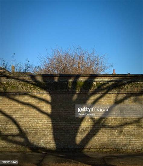 Two Trees Photos and Premium High Res Pictures - Getty Images