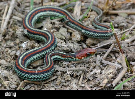 Endangered San Francisco Garter Snake Thamnophis Sirtalis Tetrataenia