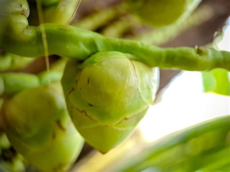 A palmeira Cocos nucifera é um membro da família das palmeiras