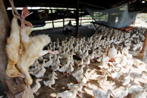 Flu Burung Tewaskan Seorang Anak Di Kamboja Cdc Bukan Virus Baru