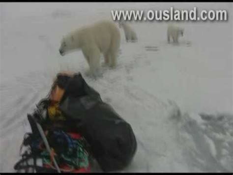 Borge Ousland Encounters Polar Bears Youtube