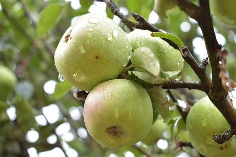 Apple Tree Wet Free Photo On Pixabay Pixabay