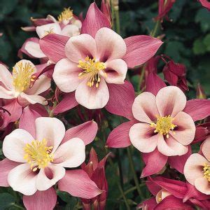 Aquilegia Songbird BlueBird Columbine