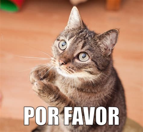 Miáucoles Por Favor Memes Español Graciosos Imágenes Graciosas Gatos