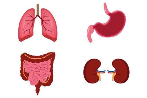 Sistema Excretor Vectores, Iconos, Gráficos y Fondos para Descargar Gratis