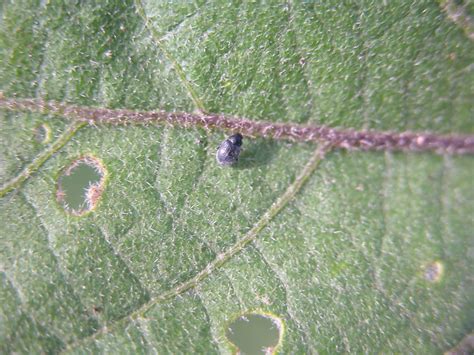 Vegetable Flea Beetle Solanaceous Umass Center For Agriculture Food And The Environment