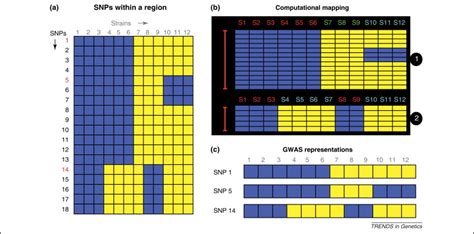 A better prognosis for genetic association studies in mice: Trends in Genetics