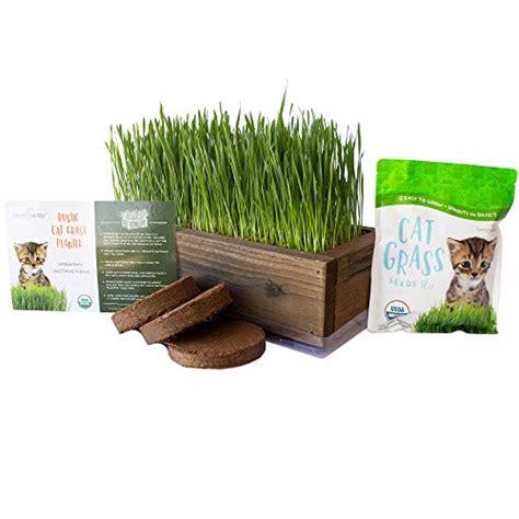 45 Best Organic Cat Grass Seeds 2022 After 136 Hours Of Research And Testing