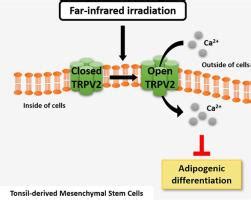 Transient Receptor Potential Vanilloid Mediates The Inhibitory Effect